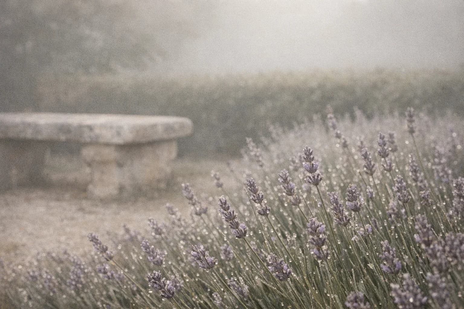 Jardin français paisible au petit matin, rosée sur des plants de lavande avec une lumière dorée diffuse